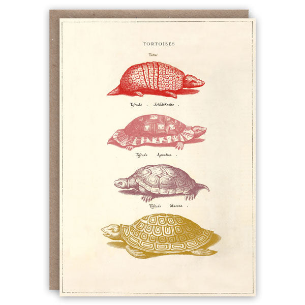 Tortoises