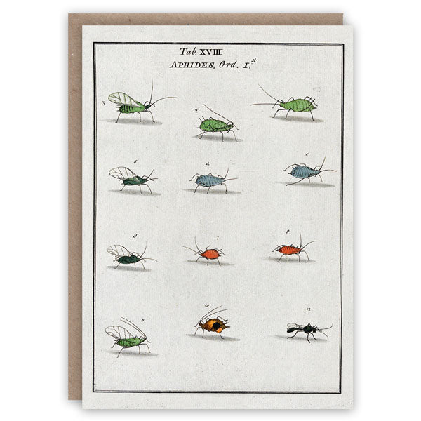 Aphids