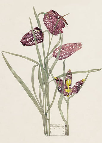 Fritillaria Mackintosh