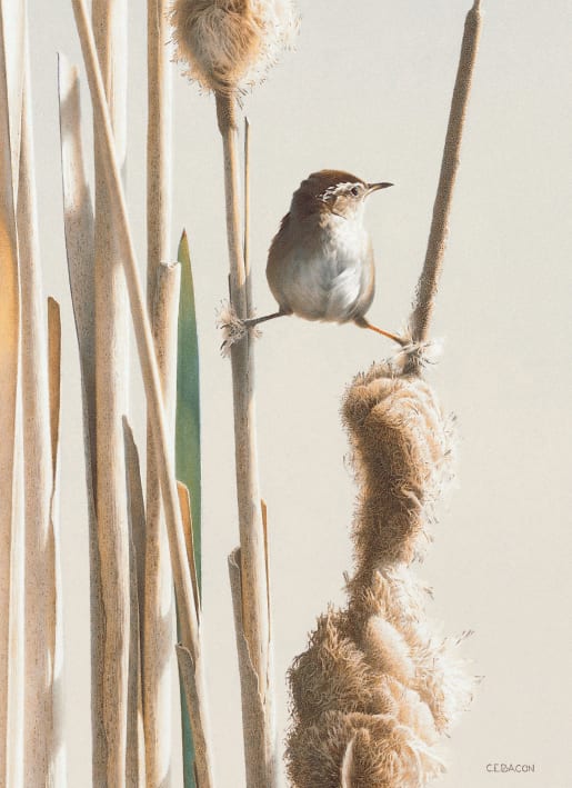 Spring Marsh Wren