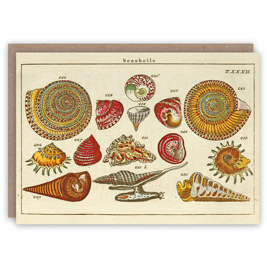 Seashells