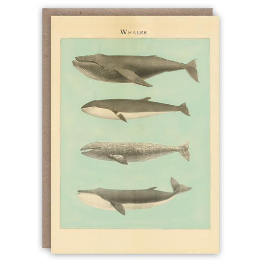 Whales