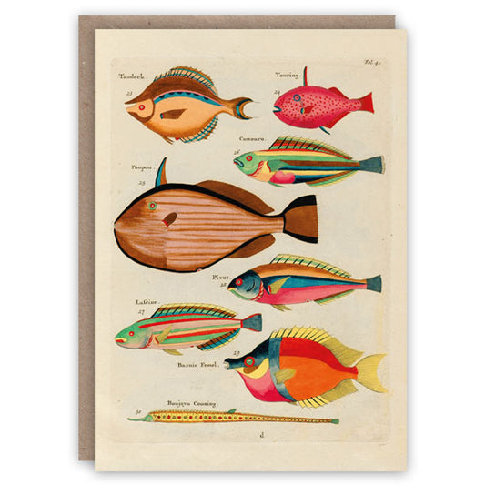 Renard Fish