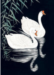White Chinese Geese Swimming by Reeds